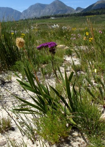 Corymbium africanum after fire